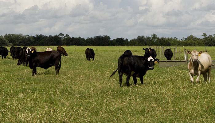 Livestock