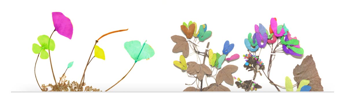 Plants