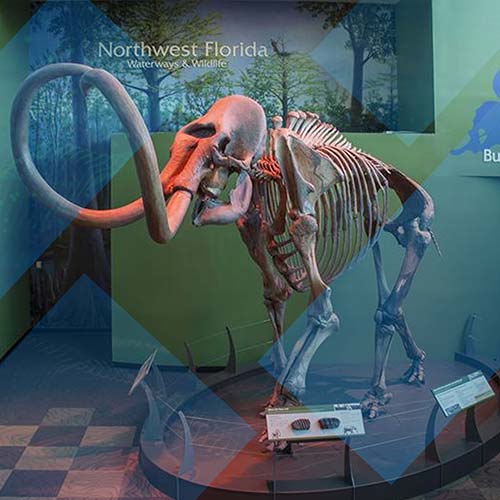 FLMNH Spotlight
